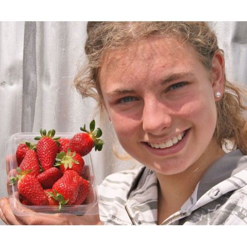 SIMPLY STRAWBERRIES  250 Gram Punnet Aongatete Grown